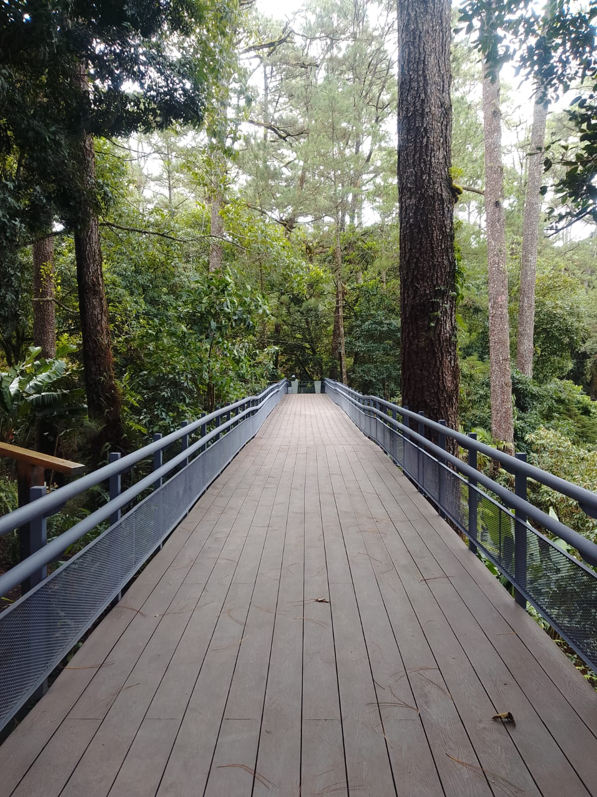 Cloud forest and coffee slopes along the Ruta de las Flores