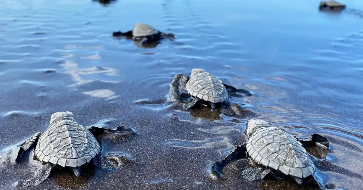 Baby sea turtles beginning their journey toward the Pacific Ocean in El Salvador